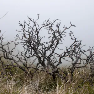 Plant skeletons in post-burn chaparral on a foggy day, East Camino Cielo Rd, Santa Barbara, CA, Thomas Fire Survey - Mapping Recovery project
