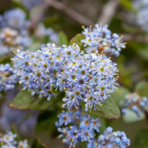 Ceanothus oliganthus in bloom, East Camino Cielo Rd, Santa Barbara, CA, Thomas Fire Survey - Mapping Recovery project