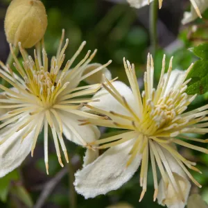 Clematis in bloom, East Camino Cielo Rd, Santa Barbara, CA, Thomas Fire Survey - Mapping Recovery project