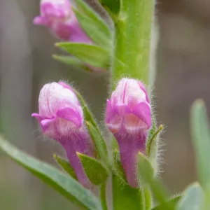 Antirrhinum multiflorum flowers, Valley View Preserve, Ojai, California, Thomas Fire Survey - Mapping Recovery project