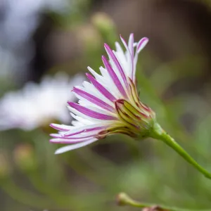 Malacothrix saxatilis, Valley View Preserve, Ojai, California, Thomas Fire Survey - Mapping Recovery project