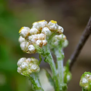 Pseudognaphalium, Tequepis Trail, Santa Barbara, California, Whittier Fire Survey - Mapping Recovery Project