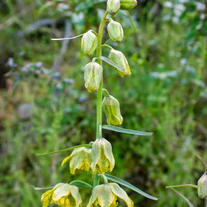 Fritillaria ojaiensis, rare plant (1B.2), Tequepis Trail, Santa Barbara, California, Whittier Fire Survey - Mapping Recovery Project
