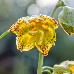 Fritillaria ojaiensis, rare plant (1B.2), Tequepis Trail, Santa Barbara, California, Whittier Fire Survey - Mapping Recovery Project