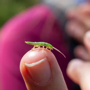 Stephanie Calloway holds a timema, a member of the stick-insect order, Tequepis Trail, Santa Barbara, California, Whittier Fire Survey - Mapping Recovery Project