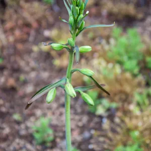 Fritillaria ojaiensis, rare plant (1B.2), Tequepis Trail, Santa Barbara, California, Whittier Fire Survey - Mapping Recovery Project