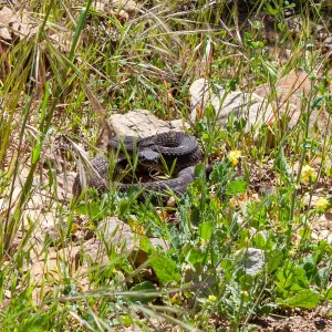 Southern pacific rattlesnake (Crotalus oreganus helleri), San Ysidro Trail/Edison Catways, Santa Barbara, California, Thomas Fire Survey - Mapping Recovery project