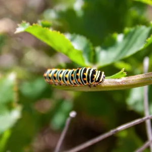 Anise swallowtail (Papilio zeliacaon) larva, Saddlerock Trail, Santa Barbara, California, Thomas Fire Survey - Mapping Recovery project