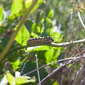 Anise swallowtail (Papilio zeliacaon) larva, Saddlerock Trail, Santa Barbara, California, Thomas Fire Survey - Mapping Recovery project