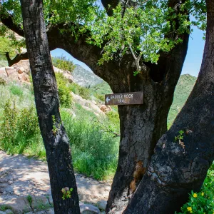 Sign for trail on burned oak tree, Saddlerock Trail, Santa Barbara, California, Thomas Fire Survey - Mapping Recovery project