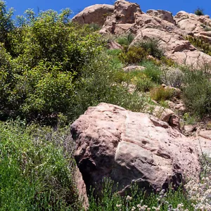 Panorama of rocky outcrop and chaparral, Saddlerock Trail, Santa Barbara, California, Thomas Fire Survey - Mapping Recovery project