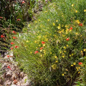 Silene laciniata (red flowers) and Crocanthemum scoparium (yellow), McMenemy Trail, Santa Barbara, California, Thomas Fire Survey - Mapping Recovery project