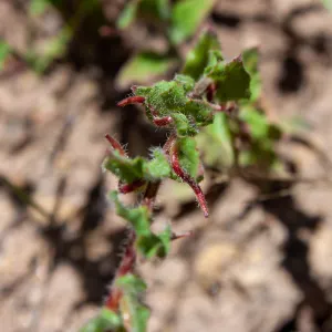 Camissoniopsis species, showing seeds, McMenemy Trail, Santa Barbara, California, Thomas Fire Survey - Mapping Recovery project