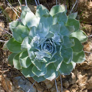 Chalk dudleya, Jameson Lake, Santa Barbara, California, Thomas Fire Survey - Mapping Recovery project