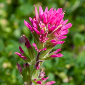 Pink Castilleja, likely a hybrid of two species, Jameson Lake, Santa Barbara, California, Thomas Fire Survey - Mapping Recovery project