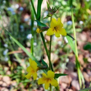 Diplacus brevipes (white-throated yellow monkeyflower), Forest Service Road 5N13, Santa Barbara, CA, Thomas Fire Survey - Mapping Recovery project