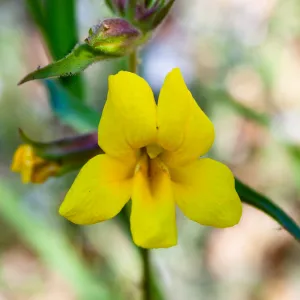 Diplacus brevipes (white-throated yellow monkeyflower), Forest Service Road 5N13, Santa Barbara, CA, Thomas Fire Survey - Mapping Recovery project