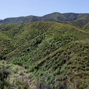 Stephanie Calloway walks along 5N13 through a post-burn chaparral landscape, Forest Service Road 5N13, Santa Barbara, CA, Thomas Fire Survey - Mapping Recovery project