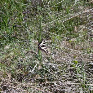 Pale swallowtail butterfly (Papilio eurymedon), Forest Service Road 5N13, Santa Barbara, CA, Thomas Fire Survey - Mapping Recovery project
