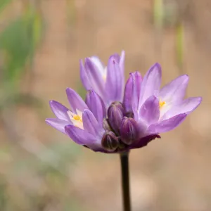 Dichelostemma capitatum (Blue dicks) flower, Camuesa Rd, Santa Barbara, CA, Thomas Fire Survey - Mapping Recovery project