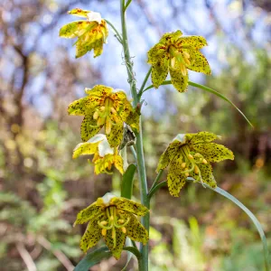 Fritillaria ojaiensis, rare plant (1B.2), Romero Camuesa Rd, Santa Barbara, CA, Thomas Fire Survey - Mapping Recovery project