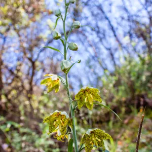 Fritillaria ojaiensis, rare plant (1B.2), Romero Camuesa Rd, Santa Barbara, CA, Thomas Fire Survey - Mapping Recovery project