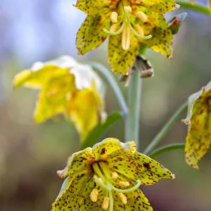 Fritillaria ojaiensis, rare plant (1B.2), Romero Camuesa Rd, Santa Barbara, CA, Thomas Fire Survey - Mapping Recovery project