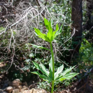 Lilium humboldtii subsp. ocellatum, not yet in flower, Murietta Rd (5N13), Ojai, CA, Thomas Fire Survey - Mapping Recovery project