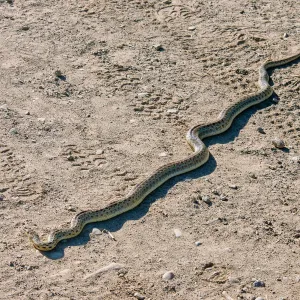 Gopher snake in the trail, Ventura River Preserve, Ojai, CA, Thomas Fire Survey - Mapping Recovery project