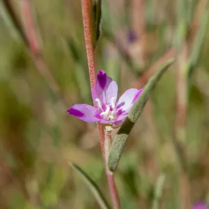 Clarkia purpurea (winecup clarkia), Wills Canyon Trail at the Ventura River Preserve, Ojai, CA, Thomas Fire Survey - Mapping Recovery project