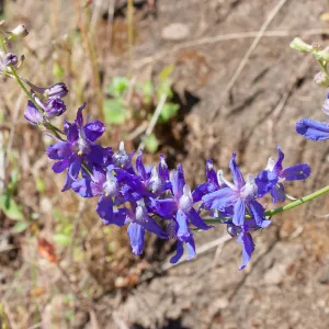Delphinium (larkspur), Wills Canyon Trail at the Ventura River Preserve, Ojai, CA, Thomas Fire Survey - Mapping Recovery project