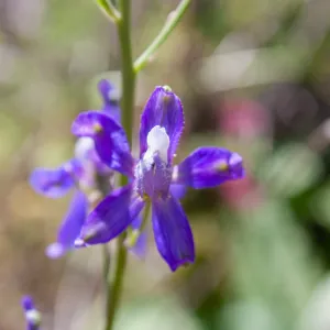 Delphinium (larkspur), Wills Canyon Trail at the Ventura River Preserve, Ojai, CA, Thomas Fire Survey - Mapping Recovery project