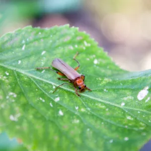 Brown leather wing beetle (Pacificanthia consors), Rice Canyon Trail at the Ventura River Preserve/LPNF, Ojai, CA, Thomas Fire Survey - Mapping Recovery project