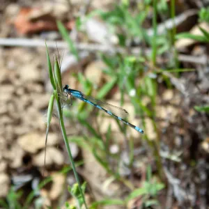 Damselfly (zygoptera), West Camino Cielo, Santa Barbara, CA, Thomas Fire Survey - Mapping Recovery project