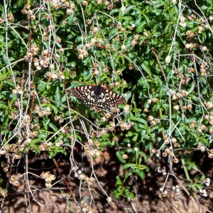 Variable checkerspot butterfly (Euphydryas chalcedona), Foot path/Red reef trail east of Nordhoff Ridge Road, Ojai, CA, Thomas Fire Survey - Mapping Recovery project