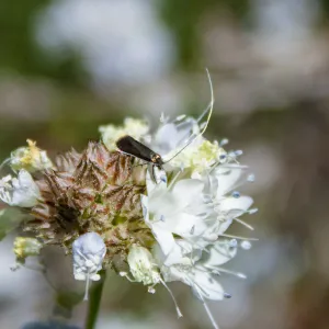 Adela moth species (genus fairy moths) on Gilia sp., Red Reef Trail, Ojai, CA, Thomas Fire Survey - Mapping Recovery project