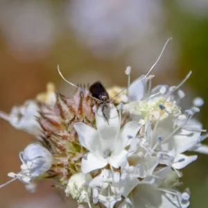 Adela moth species (genus fairy moths) on Gilia sp., Red Reef Trail, Ojai, CA, Thomas Fire Survey - Mapping Recovery project