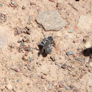Diadasia bituberculata (bindweed turret bees), Sisar Canyon Road, Ojai, CA, Thomas Fire Survey - Mapping Recovery project