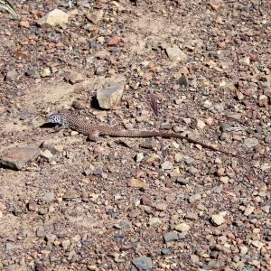 Aspidoscelis tigris (Western whiptail), Sisar Canyon Road, Ojai, CA, Thomas Fire Survey - Mapping Recovery project
