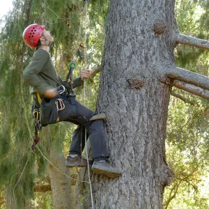 Cam Williams Measuring the Bigcone Douglas-fir at the south end of the Manzanita Section