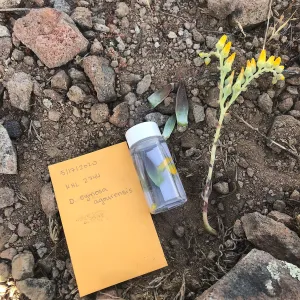 Tissue and voucher collection of D. cymosa subsp. agourensis, Lake Eleanor Sentinel Open Space, Thousand Oaks