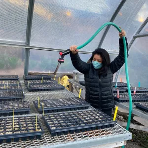 Botany Technician, Isabel Rivera, waters seedlings in the nursery
