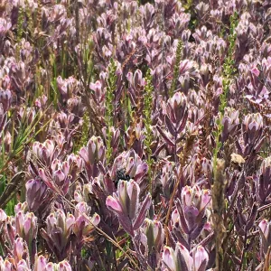 Salt Marsh Bird's Beak Chloropyron maritimum ssp maritimum