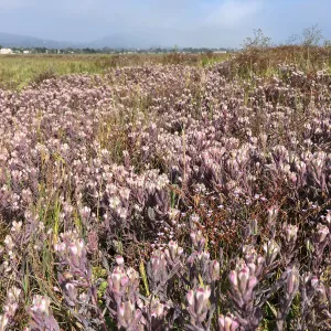Salt Marsh Bird's Beak Chloropyron maritimum ssp maritimum at Carpinteria Salt Marsh
