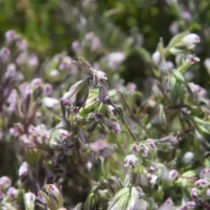Salt Marsh Bird's Beak Chloropyron maritimum ssp maritimum with pollinator