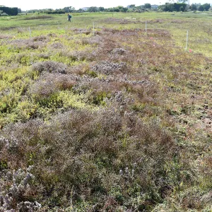 Invasive Limonium duriusculum at Carpinteria Salt Marsh Preserve