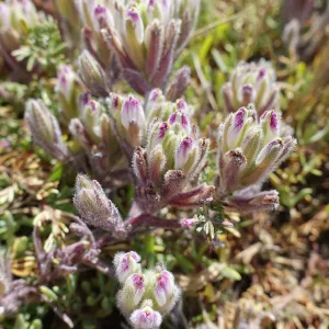 Salt Marsh Bird's Beak Chloropyron maritimum ssp maritimum