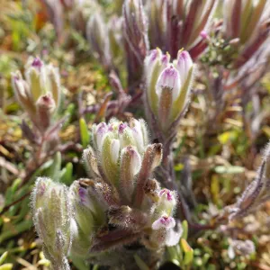 Salt Marsh Bird's Beak Chloropyron maritimum ssp maritimum