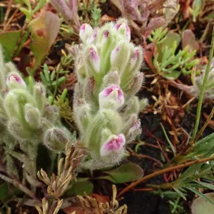 Salt Marsh Bird's Beak Chloropyron maritimum ssp maritimum