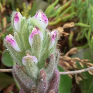 Salt Marsh Bird's Beak Chloropyron maritimum ssp maritimum
